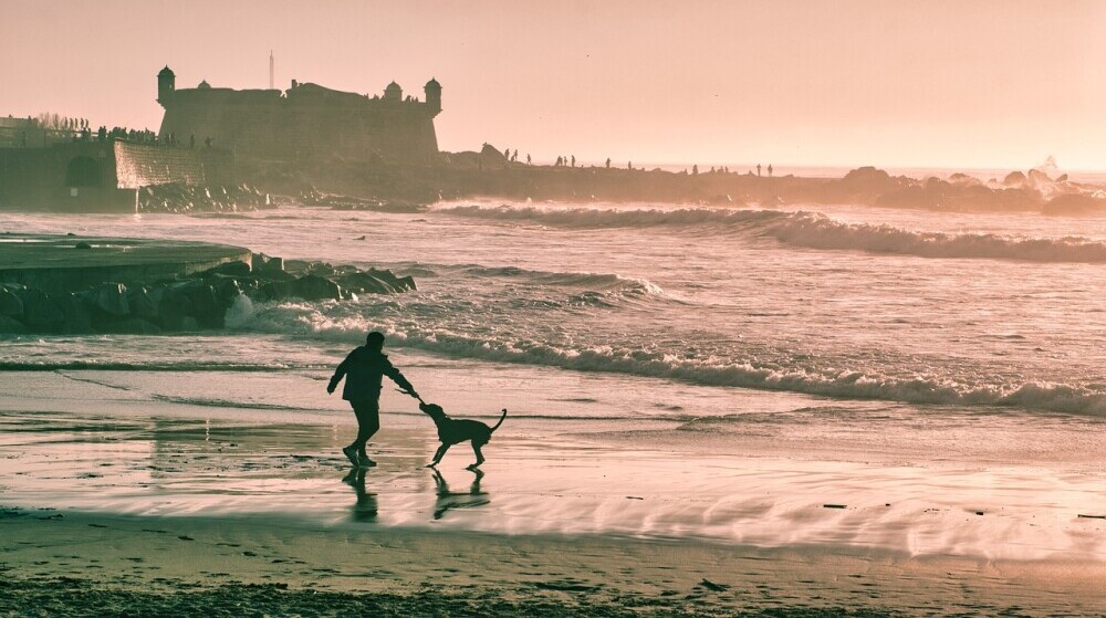 Including Your Pets in Your Family Vacation Plan - man playing with dog on beach.